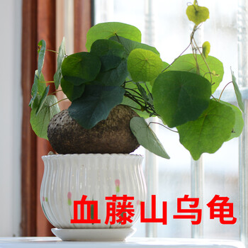 绿植净化空气吸甲醛观叶盆栽爬藤 血藤直径10-12厘米  小红藤一个 不