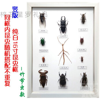 昆虫标本装饰16寸昆虫标本框展翅物甲虫简约手工艺品立体相框摆件挂壁画定制浅灰色竹节虫款其他长方形尺寸独立 图片价格品牌报价 京东 昆虫标本装饰16寸昆虫标本框展翅物甲虫简约手工艺品立体相框摆件挂壁画定制浅灰色竹节虫款其他长方形尺寸独立 图片价格品牌报价 京东