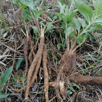 沙参苗泡参 狗宝菜盆栽地栽都可 沙参 小苗五颗>花卉>植物/仿真植物>