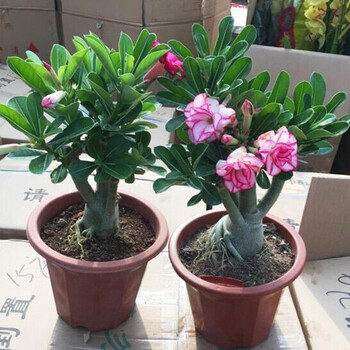 御春阁沙漠玫瑰球根花卉沙漠玫瑰苗室内盆栽观叶观花植物办公室桌面绿植盆景花卉带原盆原土发货沙漠玫瑰高度15cm 小苗 图片价格品牌报价 京东