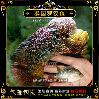 佳宝泰国观赏鱼亚成起头大苗罗汉鱼鱼苗活体热带淡水鱼全国古典蛇纹