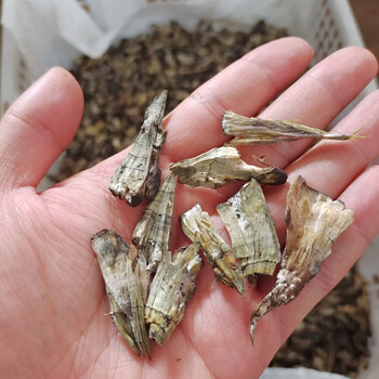 新鲜精品干巴菌 100g【图片 价格 品牌 报价】-京东