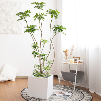 鸭脚木盆栽大植物好养造型老桩鸭掌木七叶莲大棵室内大型客厅绿植