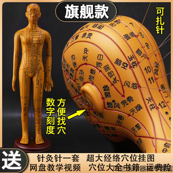 中医针灸穴位人体模型十二经络图铜人体穴位模型人全身小皮人铜色软质