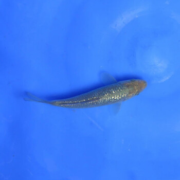 日本纯种九纹龙锦鲤银鳞茶鲤红白大正鱼苗德系锦鲤闪鳞红绿茶鲤 银鳞