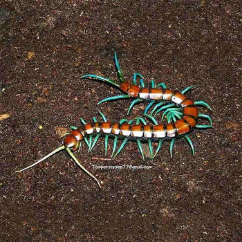 红龙越南巨人少棘多棘宠物异宠爬宠爬虫蜈蚣活体 薄荷蓝腿10-15cm【全