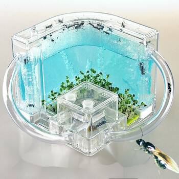 蚂蚁城堡蚂蚁王国活体有蚁后蚂蚁巢穴部落家园蚂蚁巢穴活体宠养蚂蚁