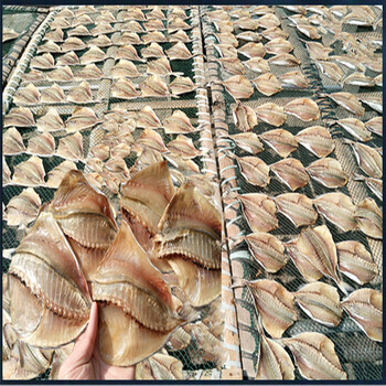 渔民自晒淡口泥猛鱼干泥猛鱼泥湾鱼泥鳗鱼干南澳海味干货500g 货500g