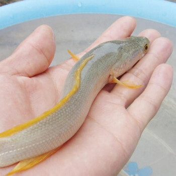 kjhgf白甲雷龙 乌鱼 财鱼 白乌鱼鱼苗 冷水鱼 原生猛鱼 出售大量优 白