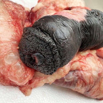 河北特产新鲜驴鞭驴宝驴三样驴蛋驴腰子驴生殖器特大真空包装顺丰