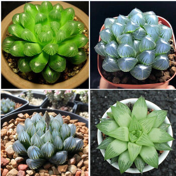 水晶玉露 蓝镜 黑姬 水晶寿