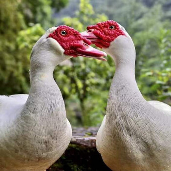 【福建闽南正番鸭】山林散养三年土鸭老番鸭子整只新鲜 五年老公鸭8.