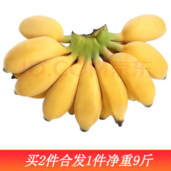 果佳玖广西小米蕉新鲜现砍青果小香蕉（需催熟）生鲜水果特产 5斤实惠装（净重4.5）