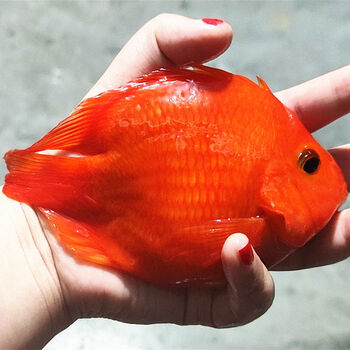 中大型鱼热带观赏鱼财神鱼鼓头鹦鹉鱼活体鱼招财鱼淡水发财鱼 12cm红