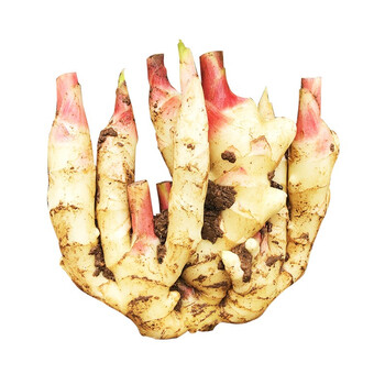 菓红蔬青新姜  生姜 贵州小黄姜  蔬菜 2斤装