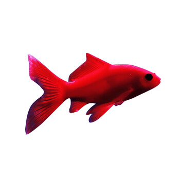 金鱼活鱼观赏鱼锦鲤小鱼苗小型淡水好养冷水饲料小金鱼小鱼活2 4cm草金30条 鱼食会多 报损的鱼 图片价格品牌报价 京东