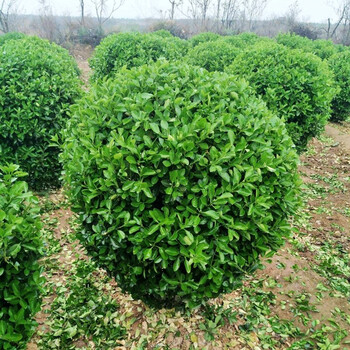 尔澜 绿化树苗冬青苗庭院四季常青树苗篱笆植物冬青树苗绿化带色块