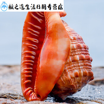 百圣牛2023万宝螺贝壳天然大海螺壳家里的装饰品四大名螺贝壳客1113