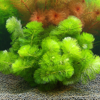 Vakada金鱼草鱼缸好养易活的中后景活体真水草懒人淡水有茎类造景植物鱼缸造景装饰绿松尾 图片价格品牌报价 京东