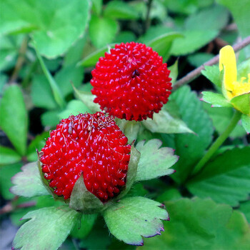 蛇莓种子地莓蛇莓中草药蛇果藤三匹皮含婆盘全草蛇