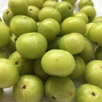 潮汕新鲜油甘果榨汁牛甘果余甘果油柑果新鲜榨汁油甘特产 1斤装