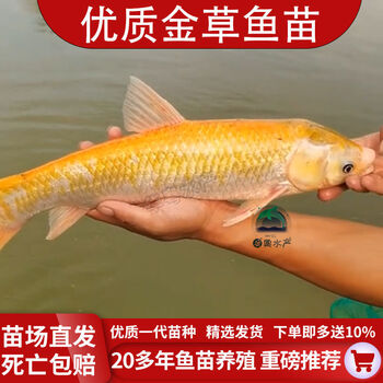金丝草鱼金草鱼苗活体黄金色鲩鱼苗红草鱼金丝鲩鱼淡水养殖100条4 6厘米 图片价格品牌报价 京东