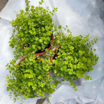 金叶过路黄黄金串吊兰植物鱼缸沼泽箱过滤水培挺水植物 过路黄 三盆