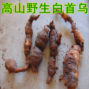 伟博野生新鲜白何首乌大别山深山采挖隔山消野山药白首乌500克500g