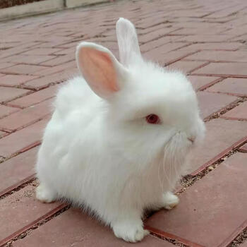 迪士农庄园dsnzy纯种巨型安哥拉兔大型宠物兔子活体长毛兔温顺好养网