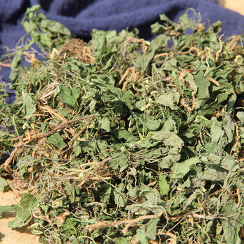 紫花地丁棵带根干紫地丁草箭头草犁头草铧头草紫花地丁 一斤装