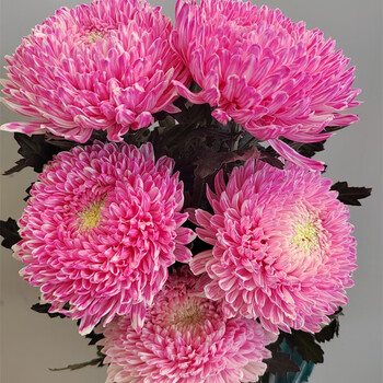 单头牡丹菊彩云菊樱花粉     云南基地冷链直发 5枝/扎 ab级 50-60cm