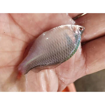 鳑鲏活体活鱼七彩活体鳑鲏鱼旁皮鱼淡水旁皮鱼观赏旁皮鱼群游冷水家养