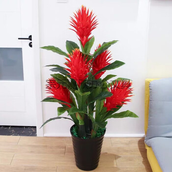 2米五头火凤凰 盆草