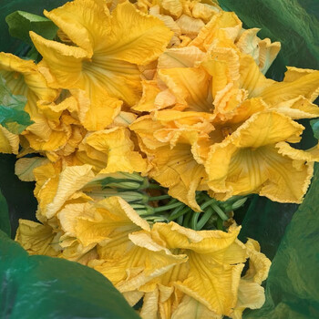 媚调南瓜花新鲜农家自种新鲜蔬菜现摘现发一份1斤装江浙沪顺丰 红色