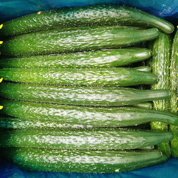 新鲜黄瓜生吃蔬菜农家现摘黄瓜新鲜应季带刺绿心青瓜5斤3斤 3斤【图片