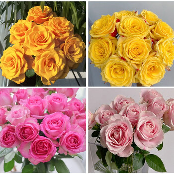 花集配玫瑰鲜花盲盒惊喜随机品类丰富云南昆明每月鲜花速配卧室客厅水养鲜切花七夕情人节随机玫瑰盲盒 8枝 2枝防损不可指定 图片价格品牌报价 京东