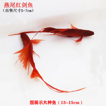 高帆红剑鱼双尾燕尾高鳍红箭鱼热带孔雀凤尾鱼发财观赏小型鱼活体