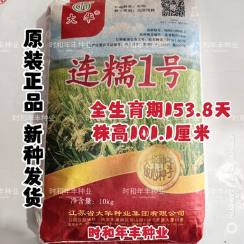 红人迷水稻种子连糯1号糯稻种子高产抗倒大穗稻谷种籽粳稻种可留种连