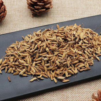 炒谷芽250g克炒稻芽熟谷芽药用 无硫新货炒稻谷芽天然中药材 炒谷芽