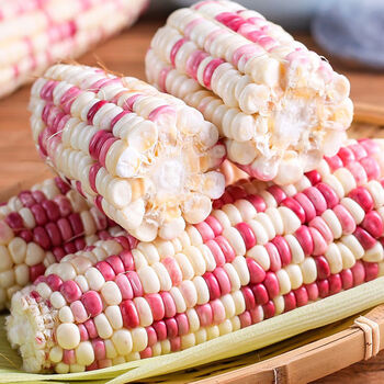 农家新鲜甜糯玉米新鲜现摘玉米棒花甜糯玉米带壳非水果玉米3-9斤 鲜果