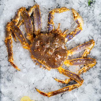 mpdq  帝王蟹鲜活  进口海鲜皇帝蟹活帝王蟹腿超大俄罗斯帝皇蟹活蟹