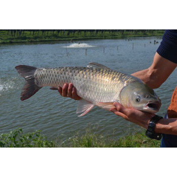 正宗中山东升吊水脆肉皖鱼鲜活水产12斤现宰草鲩鱼火锅广东脆生鱼 6kg