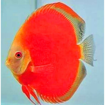 荣郁名彩七彩神仙鱼鱼苗23肉身老虎狗活体包损耗红金钻含尾25cm