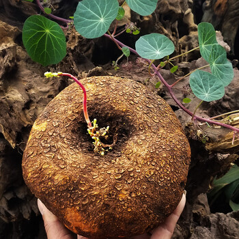 叶盆栽云南多肉花卉水培爬藤绿植物 红藤直径20--25厘米  血藤一个 不