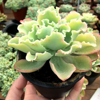 花络阁多肉植物多肉水瓶座多肉植物办公室防辐射盆栽绿植稀有肉肉植物实拍水瓶座 图片价格品牌报价 京东