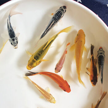 小鱼苗金鱼观赏鱼宠物草鱼活鱼冷水锦鲤耐活招财好养批发淡水鱼57cm草