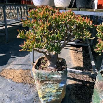 智宙金枝玉叶盆栽吸财树多肉植物老桩5年大棵整桩猫群生多头阳台盆栽