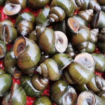 桃西村大田螺鲜活新鲜脆螺超淡水稻田田螺大泥螺大号田螺5斤