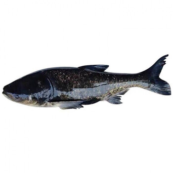 千岛湖活体鱼胖头鱼原生态大头鱼包头鲢鱼花鲢鱼活鱼新鲜 12斤 江浙沪