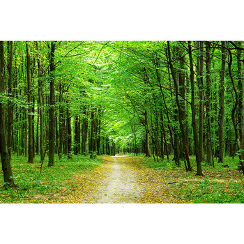 海报墙贴树木树林草地公园绿色大自然风景画书房玄关装饰壁画 02图案